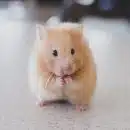 selective focus photography of brown hamster