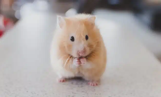 selective focus photography of brown hamster