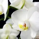 Où se rendre pour l'achat des fleurs exotiques ?
