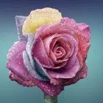Que signifie le symbole de la fleur de vie ?