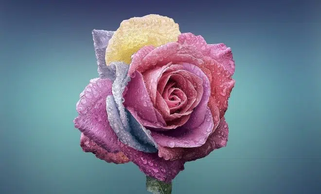 Que signifie le symbole de la fleur de vie ?