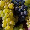 a close up of a bunch of grapes