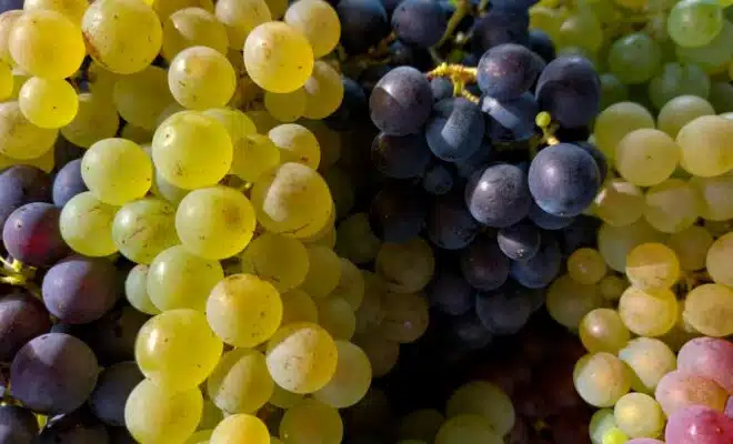 a close up of a bunch of grapes